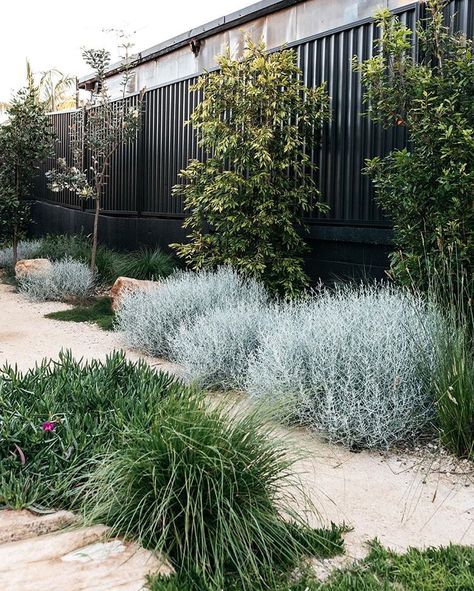 A simply beautiful contemporary Australian native Garden done so well.  Garden design @fig_landscapes  Plants supplied by @exotic_nurseries… Australian Garden Design, Australian Native Garden, Contemporary Garden Design, Front Garden Design, Landscaping Inspiration, Garden Inspo, Areas Verdes, Australian Garden, Garden Area