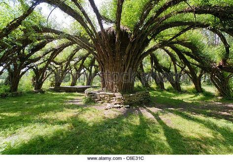 Auerworld Palace, the world's largest living structure made of willow rods, architect Marcel Kalberer, Auerstedt, - Stock Image Structure Sculpture, Willow Trees Garden, Thuringia Germany, Weaving Structure, Willow Garden, Living Willow, Weird Trees, Willow Weaving, Lazy River