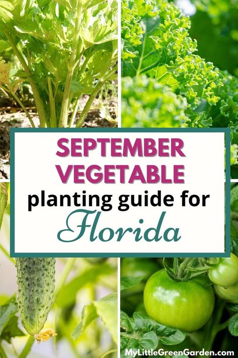 What To Plant In September, Fall Planting Guide, Fall Container Plants, Fall Vegetables To Plant, Vegetable Planting Guide, Heat Tolerant Plants, Zone 9b, Fall Crops, Winter Garden Florida