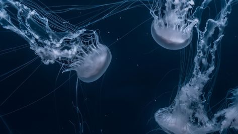 The Ocean Wallpaper, Jellyfish Swimming, 컴퓨터 배경화면, 1366x768 Wallpaper Hd, Wallpaper Animals, Swimming In The Ocean, 4k Wallpapers For Pc, Wallpaper Notebook, Dark Blue Wallpaper