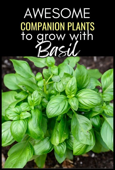 Explore basil companion plants that will make your herb garden thrive. Learn the best herbs to grow with basil and avoid common mistakes. Simple companion planting tips for growing basil outdoors and achieving a beautiful basil garden. Growing Basil Outdoors, Basil Plant Indoors, Basil Garden, Rose Companion Plants, Best Companion Plants, Companion Planting Guide, Best Herbs To Grow, Companion Planting Vegetables, Growing Mint