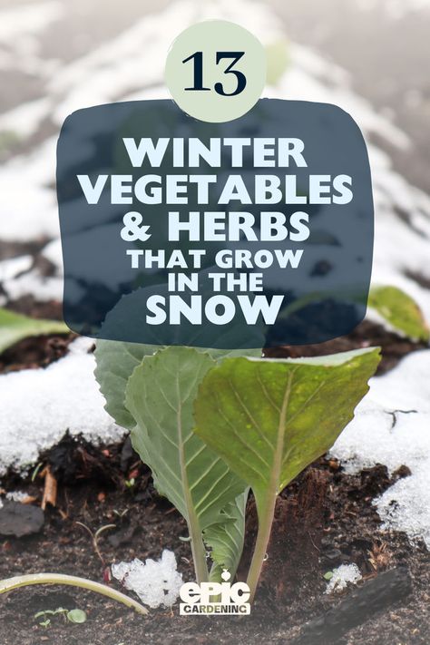 Small vegetable sprouting and growing in a garden covered in snow Plants That Grow In The Winter, How To Grow Vegetables Indoors In Winter, Winter Homestead Projects, Plants That Survive Winter, Winter Garden Vegetables, Winter Garden Ideas, Winter Planting, Biodynamic Gardening, Growing Winter Vegetables