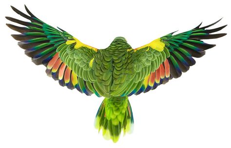 Amazon Parrot Tattoo, Amazon Parrots, Best Pet Birds, Parrot Tattoo, Parrot Flying, Parrot Wings, Winged People, Parrot Pet, Amazon Parrot