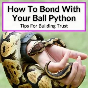 Knowing how to bond with your ball python is important if you want you snake to live a happy and healthy life. They key to getting your new snake to trust... Royal Python Vivarium Ideas, Pink Ball Python, Snake Enrichment Ideas, Diy Ball Python Enclosure, Bioactive Ball Python Enclosure Ideas, Snake Tank Setup Ball Python, Ball Python Enrichment, Snake Habitat Ideas, Ball Python Cage