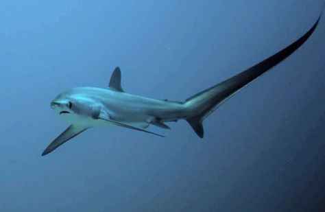 Do You Want to Dive with Thresher Sharks in the Philippines? Shark Plushies, Thresher Shark, Ocean Beauty, Shark Pictures, Reef Shark, Cebu Philippines, Shark Tattoos, Water Animals, Cute Shark