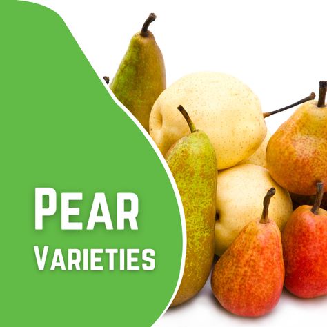 Learn all about the different types of pears! There are so many varieties of pears: Anjoulina, D'Anjoulo, Bosc, & Bartlett just to name a few. Each of these pears peak during various seasons of the year so we've compiled information on which to buy & when with our pear varieties chart. Pears come in a wide range of shapes, sizes, & flavors, making them a versatile fruit for both cooking & snacking. You'll learn how to tell when a pear is ripe. Each pear has its own unique flavor, try them all! Pear Varieties, Pear Fruit, Seasons Of The Year, Flavor Profiles, Tips Tricks, Vegetable Garden, Cooking Tips, Different Types, To Tell