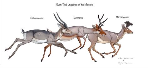 Three small extinct ancestors of the pronghorn antelope from the Miocene grasslands of North America. Pronghorn Antelope, Prehistoric Planet, Prehistoric Wildlife, Horn Of Africa, Ancient Animals, Prehistoric Art, Paleo Art, Extinct Animals, Alien Creatures