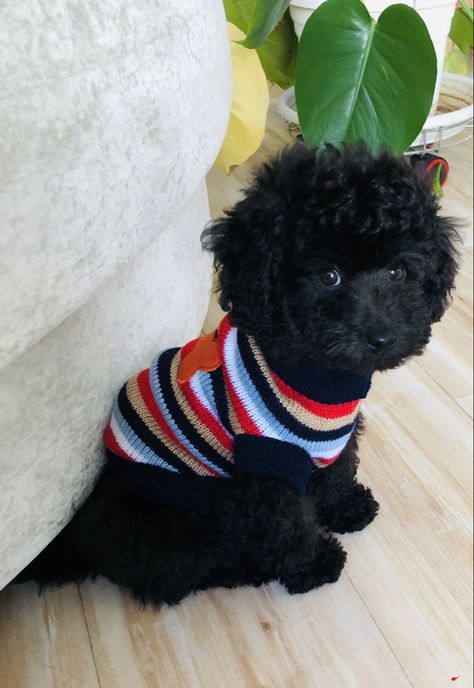 Toy Poodle Puppies Black, Black Poodle Puppy, Poodle Puppy Black, Miniature Poodle Black, Black Toy Poodle, Toy Poodle Haircut, Poodle Black, Toy Poodle Puppy, Poodle Haircut