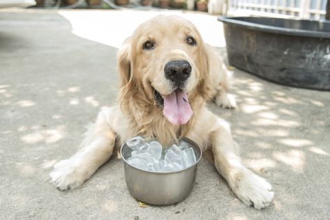 Are you planning a summer camping trip? Make sure you're prepared for even the hottest days of summer with these cool tips. Heat Exhaustion In Dogs, Dog Cooling Mat, Heat Exhaustion, Frozen Dog Treats, Dog Pool, Frozen Dog, Pet Blog, A Husky, Can Dogs Eat