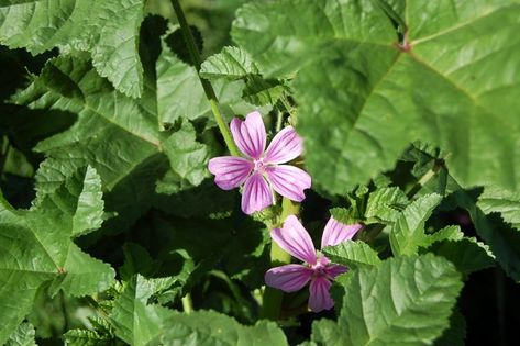 COMMON MALLOW: Properties, Uses and Benefits - Freak of Natural Demulcent Herbs, Common Mallow, Mallow Plant, Thymus Serpyllum, Green Salads, Mallow Flower, Plant Benefits, Salad Leaves, Herbal Apothecary