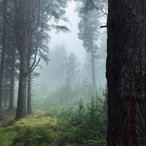 Even the rainy days in Moray Speyside have their own beauty! 🌧️🍃 #EscapeYourEveryday Crannoch Woods near Cullen offers a serene escape, where the rain adds a touch of magic and intrigue. Perfect for a peaceful walk and a moment of reflection amidst nature. 📌 - Crannoch Woods, Moray Speyside 📷 - @livingthepilife #visitmorayspeyside #morayspeyside #moray #speyside #crannochwoods #crannoch #cullen #scotland #scottish #visitscotland #discoverscotland #discovercullen #unlimitedscotland #rain Ruins Aesthetic, Speyside Scotland, Woods Dark, Scotland Aesthetic, Scottish Castles, Visit Scotland, Castle Ruins, Nature Aesthetic, Rainy Days