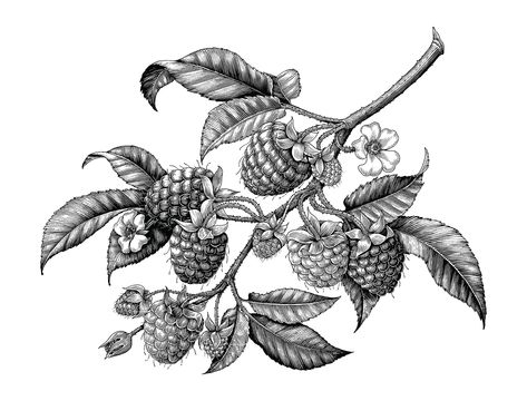 Raspberry Branch, Blackberry Tattoo, Fruit Tattoo, Drawing Black And White, Branch Tattoo, Vintage Clip Art, Black And White Vintage, Botanical Tattoo, Drawing Black