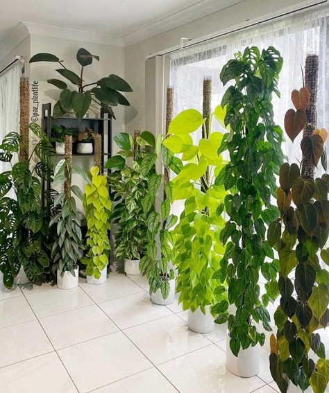 Facebook Moss Pole, نباتات منزلية, Hanging Plants Indoor, Inside Plants, Pothos Plant, Growing Plants Indoors, Trailing Plants, Plant Decor Indoor, House Plants Decor