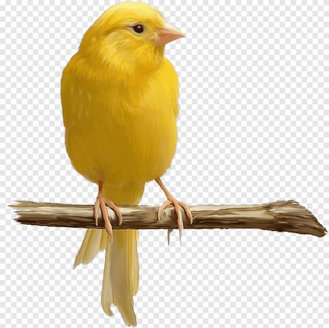 Yellow Parakeet, Budgerigar Bird, Canary Color, Parrot Stand, Turkey Bird, Yellow Canary, Parrot Feather, Canary Birds, Blue Macaw