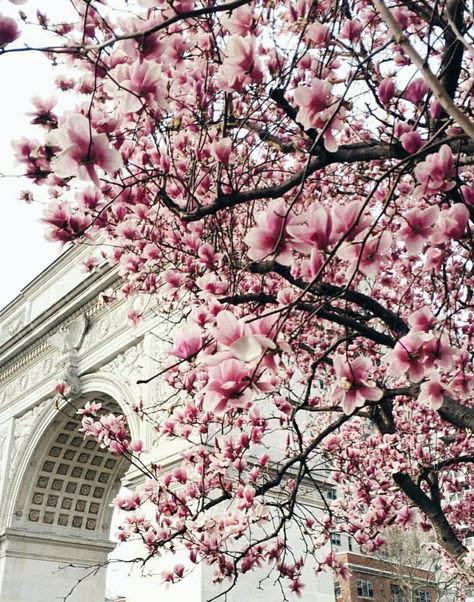 Springtime in the city Flower District New York, Nyc Cherry Blossoms, Nyc Flowers Aesthetic, Central Park Cherry Blossoms, Nyc Flower Market, Spring Time, The City