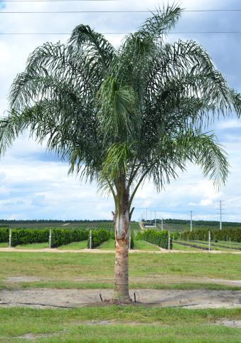 Queen Palm Tree, Palm Trees For Sale, Queen Palm, Florida Landscaping, Vero Beach Fl, Swimming Pools Backyard, Tree Care, Vero Beach, Landscaping Plants