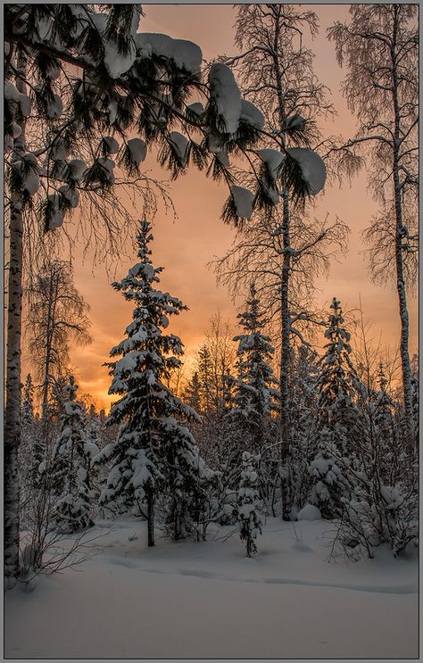 Winter Szenen, Snow Covered Trees, Woods Photography, Snowy Forest, Winter Love, Winter Magic, Winter Scenery, Winter Beauty, Snow Scenes