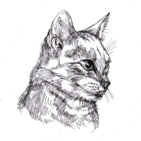 Cat, drawn in pen Black Pen Sketches, Black Pen Drawing, Micron Pen Art, Cat Pen, Ink Pen Art, Pen Art Work, Animal Pen, Cat Sketch, Pen Sketch