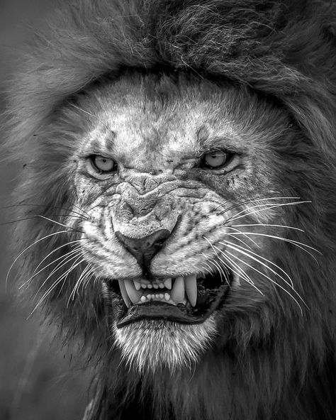 . Photography by © (Roshan Wildlife).Dangerous Look !!! #wildlife #lion #nature #teeth #kingkingdom A Lion, Lion, Black And White, On Instagram, White, Instagram, Black