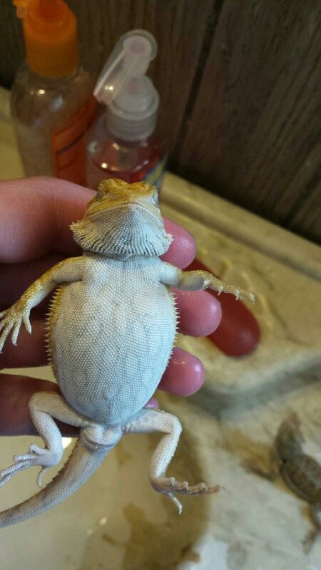 My puffed - up baby bearded dragon Fancy Bearded Dragon, Beard Dragon, Cute Bearded Dragon, Bearded Dragon Terrarium Ideas, Baby Beard, Dragon Pet, Funny Lizards, Bearded Dragon Funny, Bearded Dragon Habitat