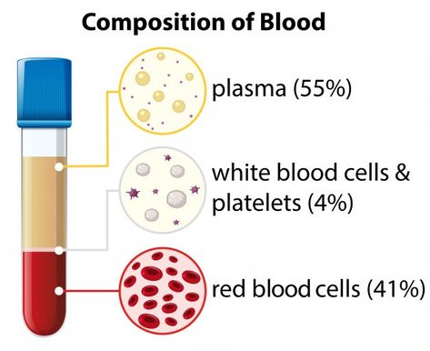 Human Circulatory System, Blood Components, Molecular Genetics, Longevity Diet, Blood Plasma, Nurse Study Notes, Biology Lessons, Science Projects For Kids, Skin Structure