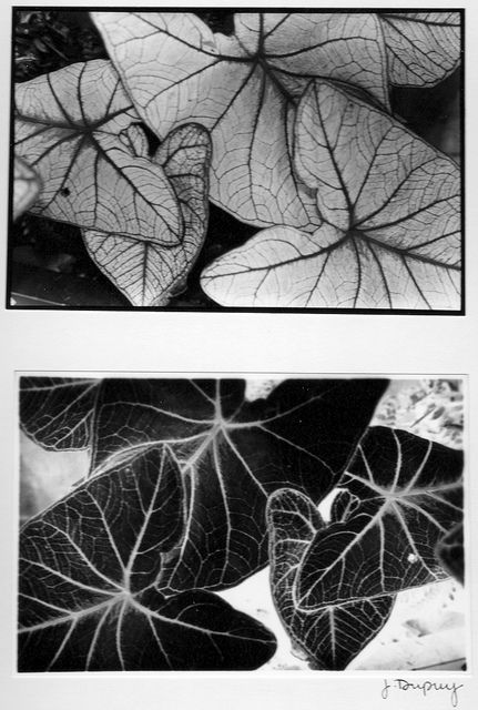 b&w film photo | positive & negative leaves Positive And Negative Photography, Photo Negatives Photography, Fall Leaves Photography, Negative Photography, Negative Photo, Photo Negative, Leaf Photography, Autumn Leaves Photography, Space Photos