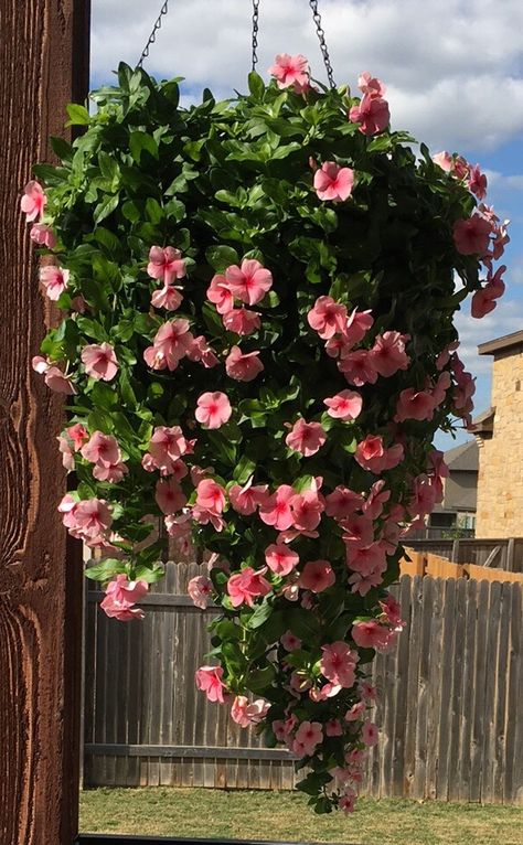 Hanging Flowers Basket, Outdoor Plant Hanging Ideas, Hanging Flower Basket Ideas, Hanging Plants On Porch, Hanging Flower Pots Outdoor, Garden Hanging Plants, Hanging Basket Flowers, Outdoor Hanging Plants, Hanging Plants Ideas