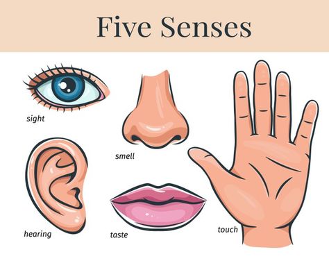 Five human senses, touch, smell, hearing... | Premium Vector #Freepik #vector #hand #woman #cartoon #face Crow Beak, Sense Organs, Human Senses, Pinterest Craft, Ear Picture, Parts Of The Nose, How To Draw Ears, Guitar Illustration, Yoga Information