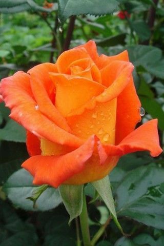 Rose Belle, Most Popular Flowers, Rose Flower Pictures, Growing Roses, Colorful Roses, Pretty Roses, Flower Rose, Orange Roses, Beautiful Rose Flowers