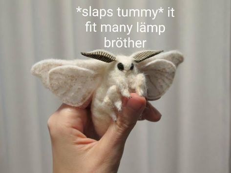 Slaps Tummy | Moth Lamp | Know Your Meme Funniest Memes, Animal Memes, Keep Up, Want You, Moth, Get It, Funny Memes, Memes, Funny