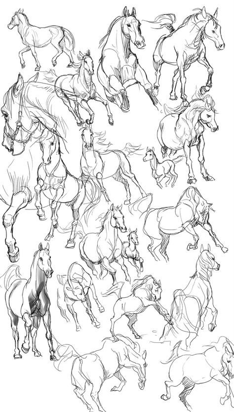 Horse Anatomy Drawing Sketch, Fantasy Anatomy, Horse Drawing Tutorial, Horse Art Drawing, Horse Sketch, Horse Anatomy, Animal Illustration Art, Birthday Flower, Animal Drawing