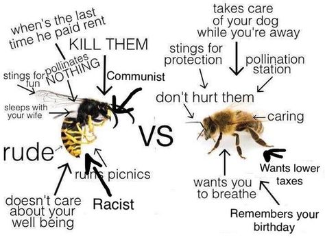 Bees Vs Wasps, Bee Humor, Know Your Enemy, Bored Funny, Garden Plans, Save The Bees, Funny Funny, Know Your Meme, Wasp