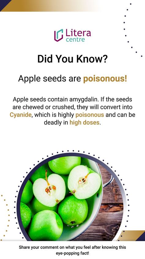 Apple seeds contain amygdalin. If the seeds are chewed or crushed, they will convert into Cyanide, which is highly poisonous and can be deadly in high doses. Share your comment on what you feel after knowing this eye-popping fact! For more such interesting facts, do Follow our page! #ib #igcse #GCSE #IBDP #IBMYP #health #knowledge #bio #chemicals #fruits #Cyanide #poisonous #apple #poison Cyanide Poison, Poisonous Apple, Ocean Eyes, Crazy Facts, Higher Dose, Apple Seeds, Health Knowledge, Interesting Facts, Making Friends