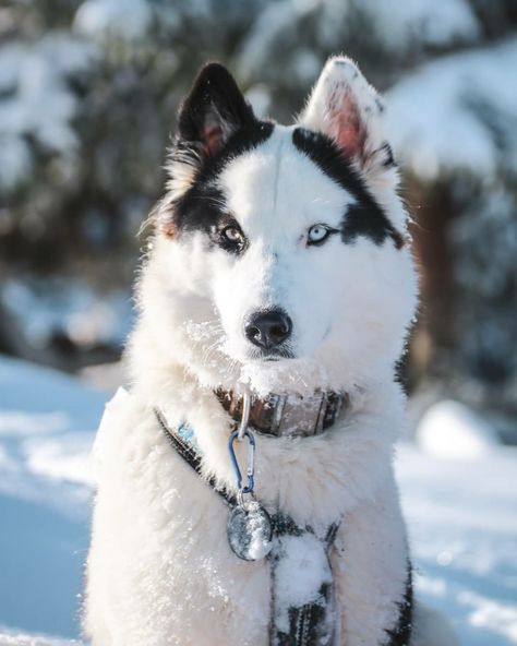 Russian Dog Breeds, Yakutian Laika, Native American Dog, Laika Dog, Greenland Dog, Beautiful Dogs Photos, Unique Dog Breeds, Beautiful Dog Breeds, Wolf Spirit Animal