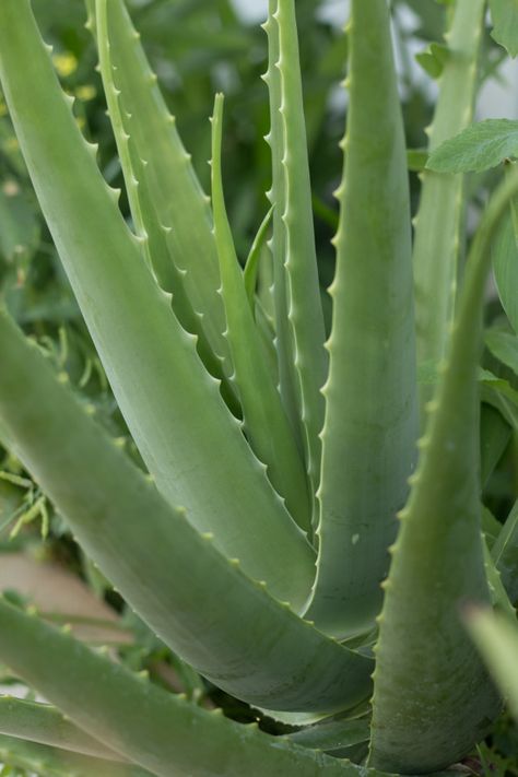 Aloe vera plant, outdoor pot Premium Pho... | Free Photo #Freepik #freephoto #flower #house #leaf #medical Fresh Aloe Vera, Plant Outdoor, Flower House, Aloe Vera Plant, Outdoor Pots, Gone Forever, Forever Living Products, Good Health Tips, Proper Nutrition