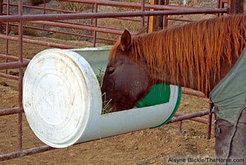 DIY Barrel Horse Feeder - PetDIYs.com Diy Barrel, Horse Eating, Hay Feeder For Horses, Paddock Trail, Horse Feeder, Horse Farm Ideas, Horse Hay, Horse Shelter, Hay Feeder