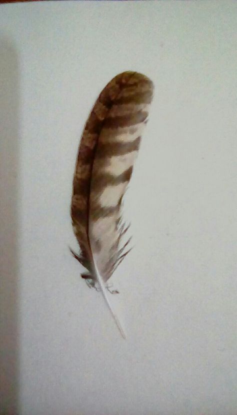 Eurasian scops  owl feather . Found in Uttarakhand , India Hawk Feathers Tattoo, Barred Owl Tattoo, Crow Feather Tattoo, Owl Feather Tattoo Design, Indigenous Feather Tattoo, Owl Feathers Drawing, Feather Turning Into Birds Tattoo, Owl Feather Tattoos, Small Feather Tattoo