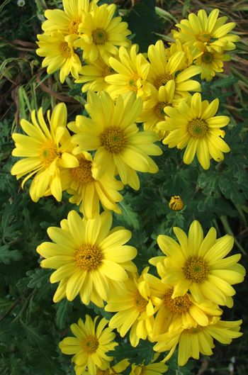 Yellow Mums ( Nature, Flowers Valley, Well Garden, Yellow Mums, Daffodil Flowers, Garden Mum, Primitive Cottage, Yellow Autumn, Mums Flowers