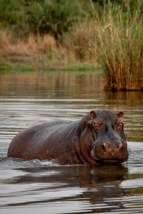 Hippo Aesthetic, Hippo In Water, Hippopotamus Drawing, Hippo Wallpaper, Hippo Tattoo, Hippo Art, Family Sculpture, Animal Tattoo Ideas, Animal Sketch