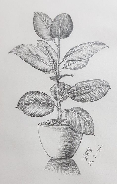 , #oilpainting #art #painting #artist #artwork #contemporaryart Still Life Plant Drawing, Flower Hatching Drawing, Plant Drawing Realistic, Easy Still Life Drawing Pencil Sketch, Flower Pot Drawing Pencil, Plants Drawing Pencil, Plant Sketch Pencil, Still Life Pencil Shading, Easy Still Life Drawing