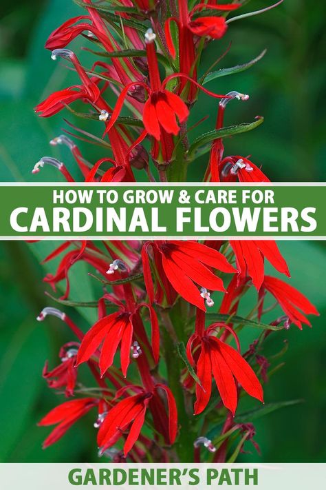 Lobelia Cardinalis, Homestead Gardening, Garden Perennials, Trees For Front Yard, Cardinal Flower, When To Plant, Herb Gardening, Farm Projects, Hummingbird Garden