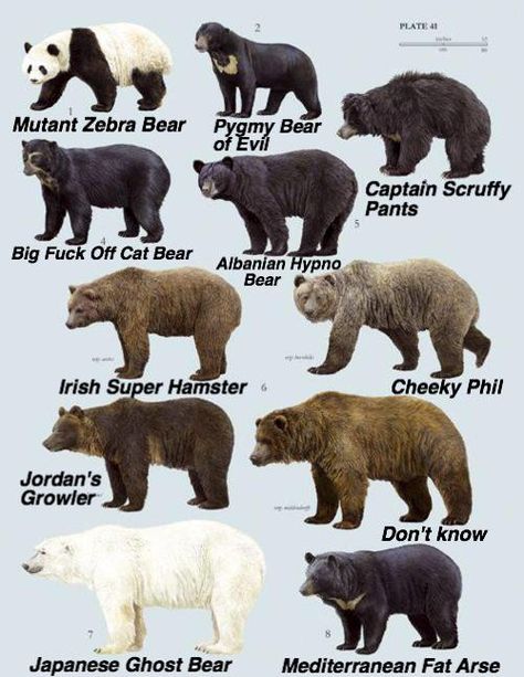 by @joeheenan Asiatic Black Bear, Spectacled Bear, Bear Species, Sun Bear, American Black Bear, Moon Bear, Sloth Bear, Bear Brown, Bear Art