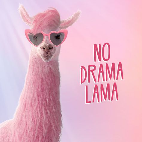 No Drama Lama! 🦙🥂 #julesmumm #julesmummquote #nodramalama #cheers Llama Quote, No Drama Lama, Flamingos Quote, Llama Pictures, Happy Quotes Smile, Baby Animal Drawings, Not My Circus, Llama Drama, Motivational Pictures