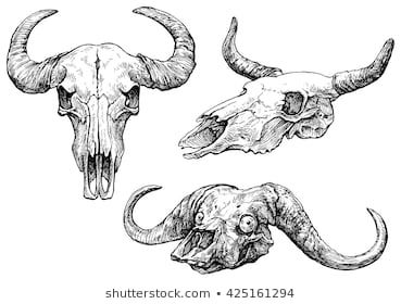 Desert Skull Drawing, Buffalo Skull Drawing, Bull Skull Drawing, Ox Skull, Cow Skull Tattoos, Longhorn Skull, Buffalo Skull, Western Tattoos, Animal Skeletons