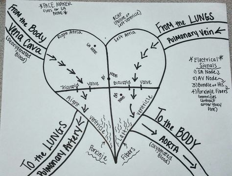 Blood Flow Through The Heart, Heart Blood Flow, Microbiology Study, Biology Drawing, Cardiac Sonography, Heart Diagram, Midwifery Student, Basic Anatomy And Physiology, Cardiac Nursing