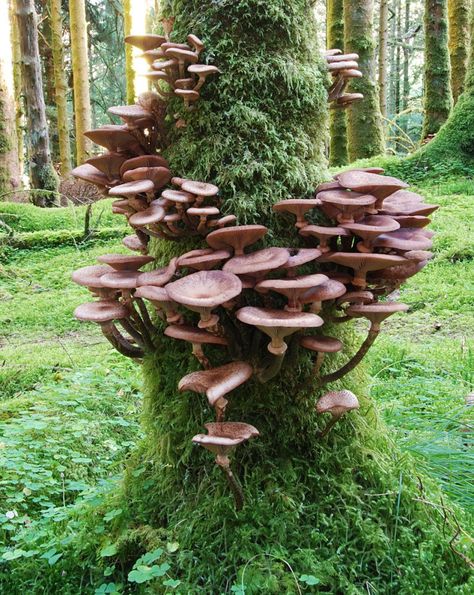 This is another photo from my second fungal foray, but one which I'd not included in the previous gallery. Going over the photos again, I decided I really liked the way these fungal bodies spiraled... Amazing Nature, Mushrooms Growing, Mushroom Pictures, Plant Fungus, Mushroom Fungi, Wild Mushrooms, Science And Nature, Plant Life, In The Woods