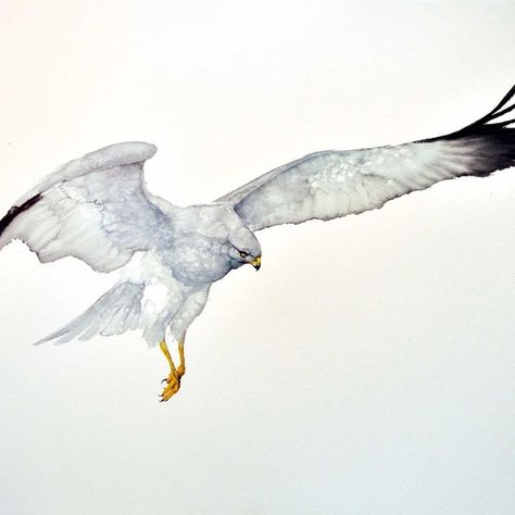 Karl Martens Northern Harrier Croquis, Karl Martens, Paper Paintings, Eagle Painting, Detailed Paintings, Wildlife Paintings, Art Aquarelle, Arte Animal, Bird Drawings