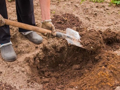 Digging in Clay Soil Clay Garden, Full Sun Shrubs, Soil Texture, Better Homes And Garden, Ground Cover Plants, Clay Soil, Soil Improvement, Gardening Gloves, Evergreen Shrubs