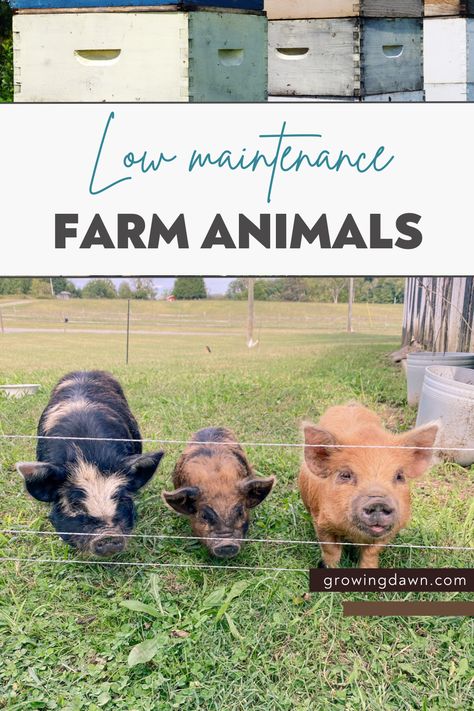 Hobby Farms Layout, Sustainable Homestead, Homesteading Animals, Micro Farm, Raising Farm Animals, Acre Homestead, Backyard Chicken Farming, Homesteading Diy, Farm Plans