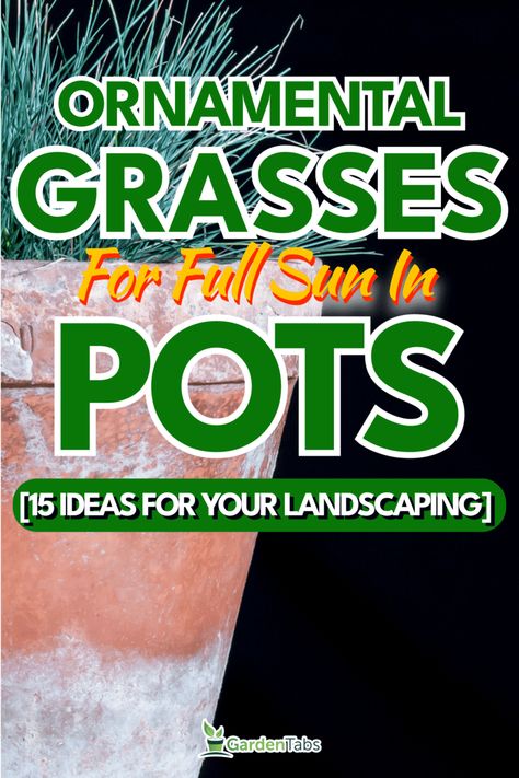 Ornamental Grasses For Full Sun In Pots [15 Ideas For Your Landscaping] Potted Ornamental Grasses, Hardy Outdoor Potted Plants, Short Ornamental Grasses Full Sun, Fountain Grass In Pots, Container Plants For Full Sun And Heat, Ornamental Grasses In Pots, Ornamental Grasses Full Sun, Perrenial Grasses, Grasses In Pots